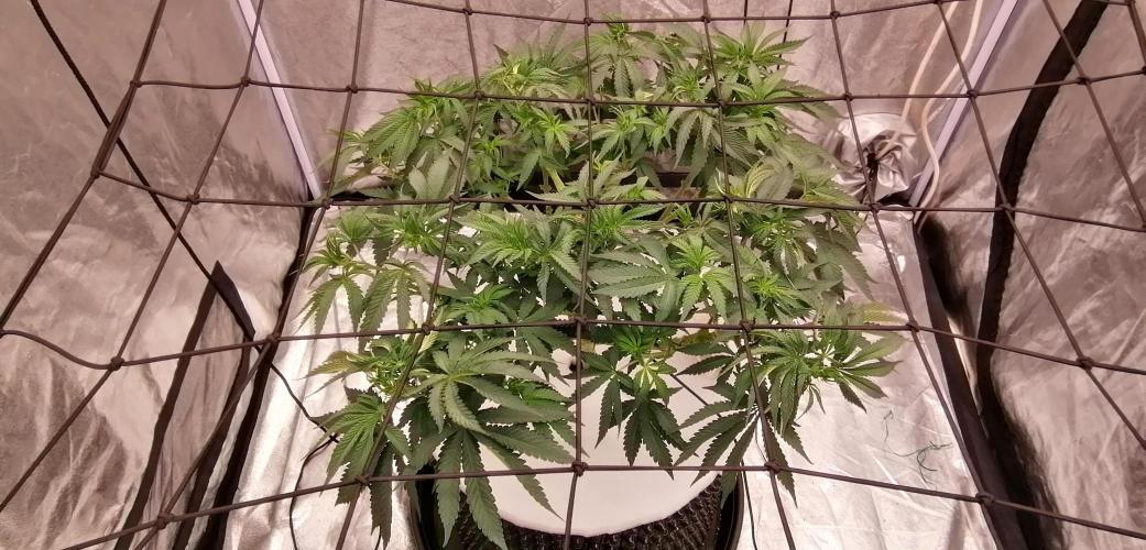 Winter warmer ScrOG. Week 7 - 21.03.2026