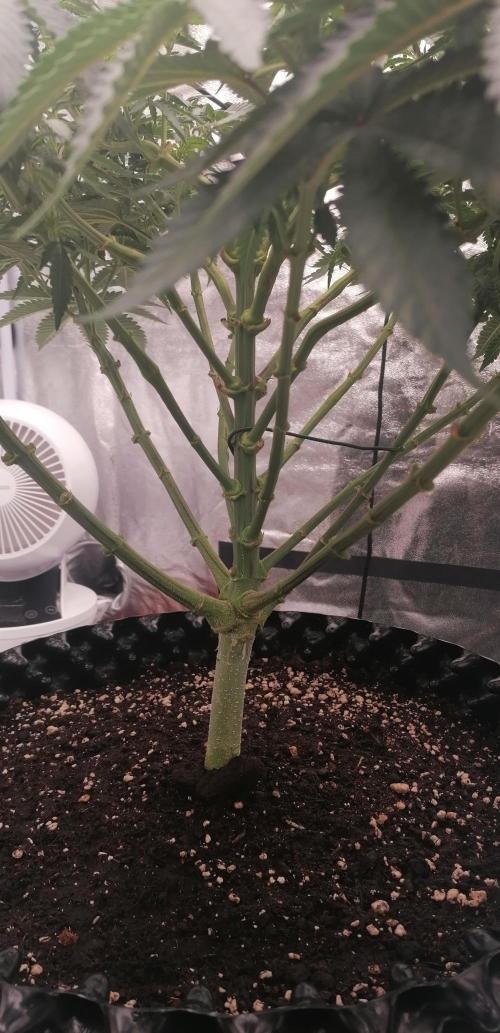 Winter warmer ScrOG. Week 7 - 22.03.2026