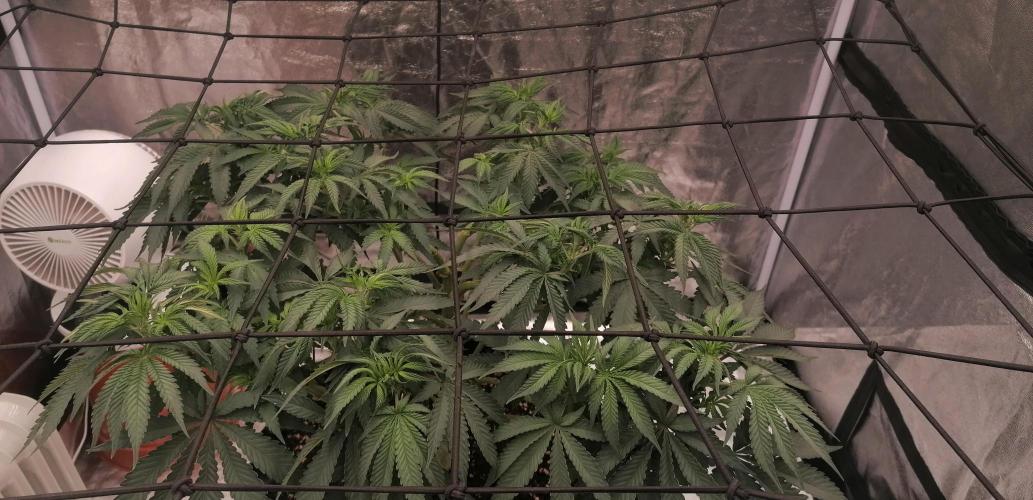 Winter warmer ScrOG. Week 7 - 22.03.2026