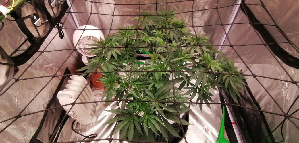 Winter warmer ScrOG. Week 7 - 22.03.2026