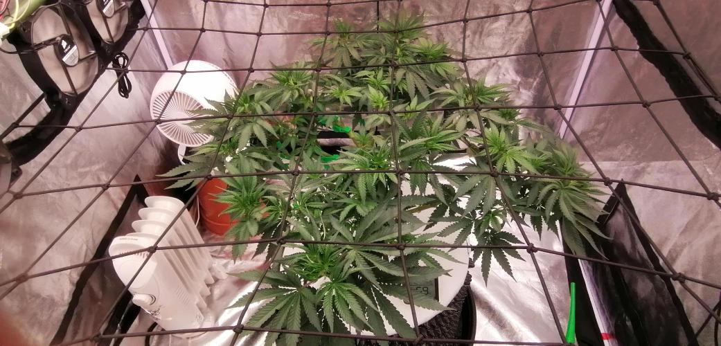 Winter warmer ScrOG. Week 7 - 22.03.2026