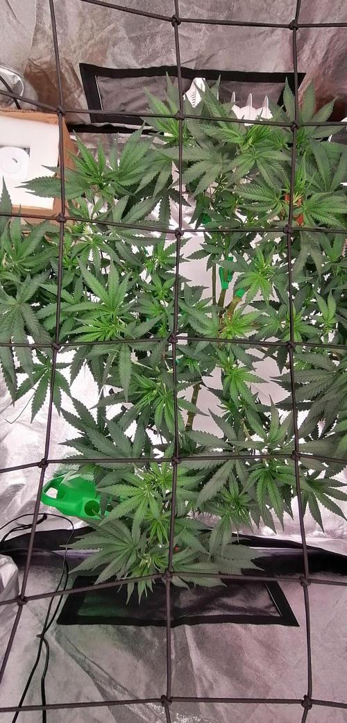 Winter warmer ScrOG. Week 7 - 22.03.2026