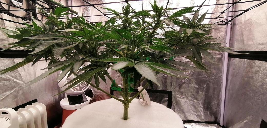 Winter warmer ScrOG. Week 7 - 22.03.2026