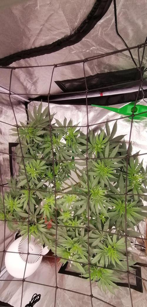 Winter warmer ScrOG. Week 7 - 23.03.2026