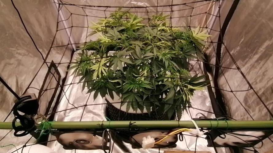 Winter warmer ScrOG