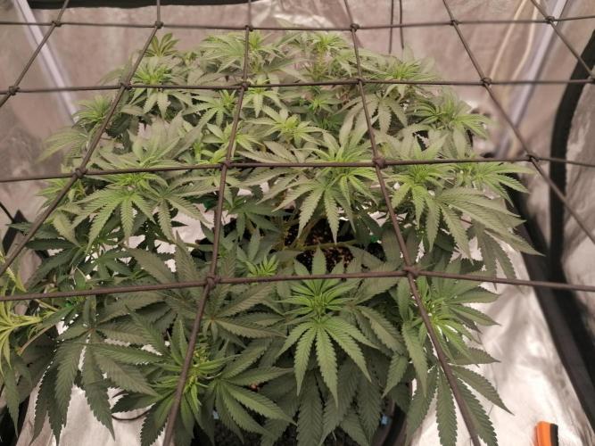 Winter warmer ScrOG. Week 7 - 24.03.2026