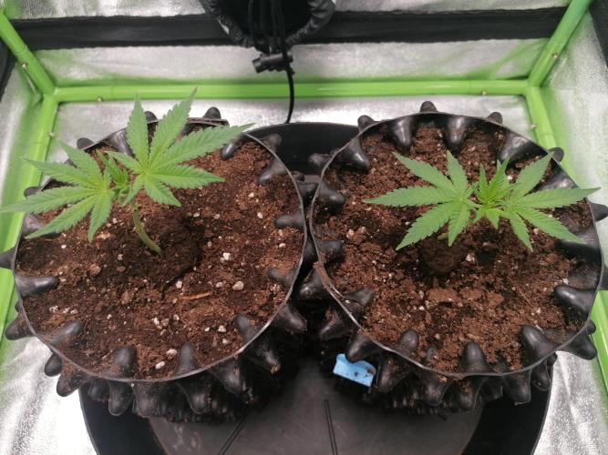 Cuttings Sark. Week 1 - 24.03.2026 left 10cm right 7cm