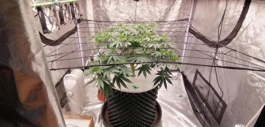 Winter warmer ScrOG. Week 8 - 27.03.2026