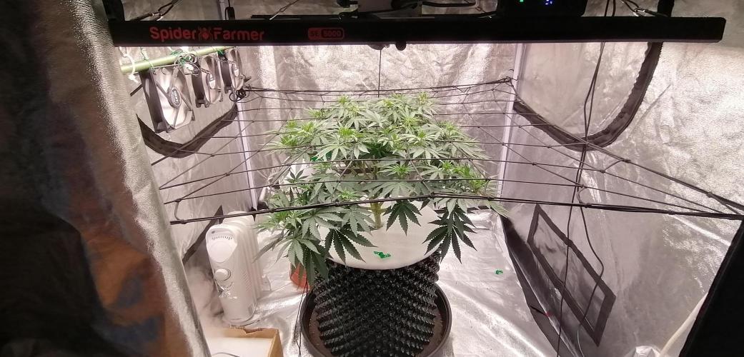 Winter warmer ScrOG. Week 8 - 27.03.2026