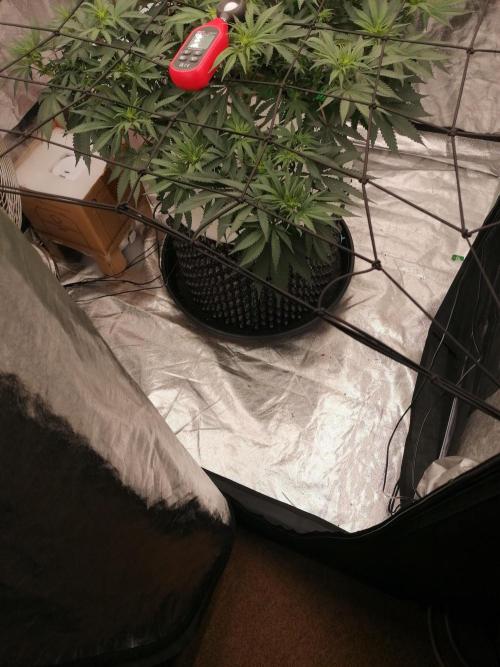 Winter warmer ScrOG. Week 8 - 28.03.2026