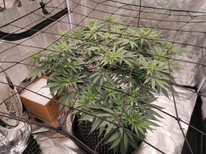 Winter warmer ScrOG. Week 8 - 28.03.2026
