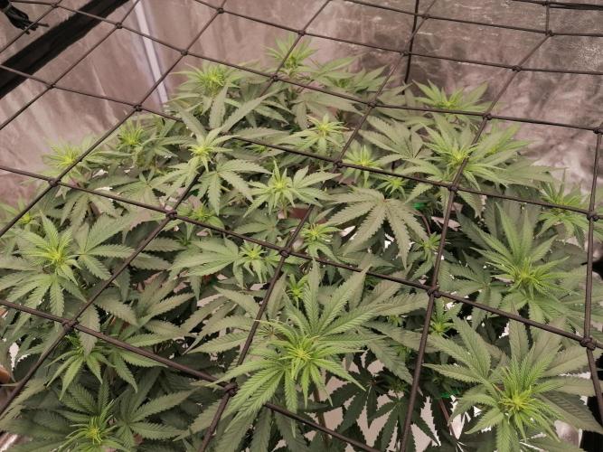 Winter warmer ScrOG. Week 8 - 28.03.2026