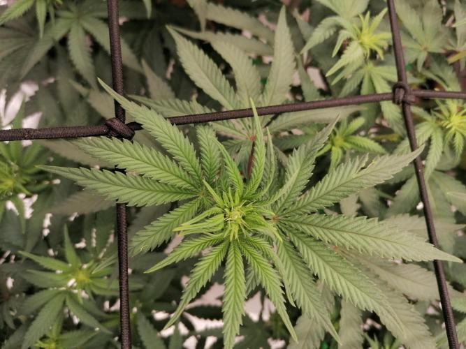 Winter warmer ScrOG. Week 8 - 28.03.2026