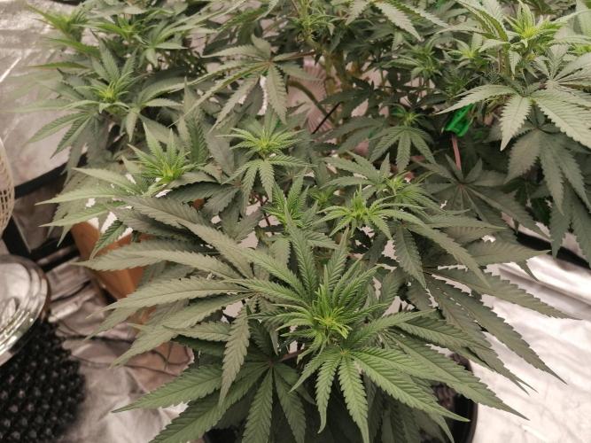 Winter warmer ScrOG. Week 8 - 28.03.2026