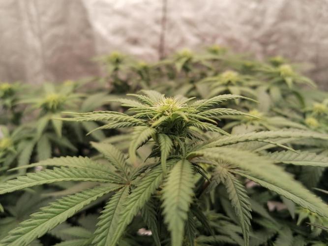 Winter warmer ScrOG. Week 9 - 01.04.2026