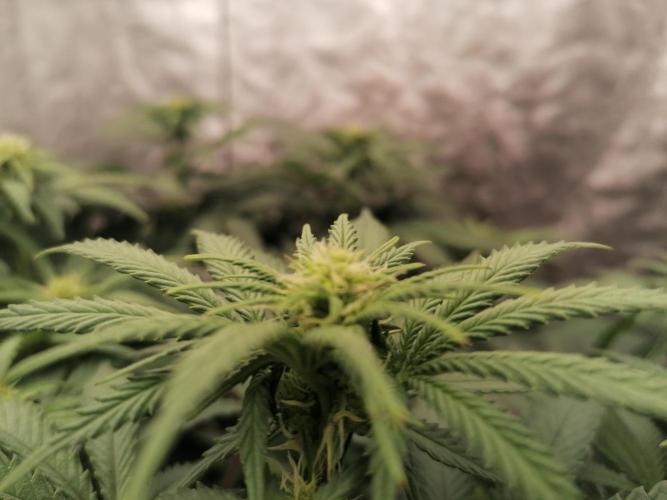 Winter warmer ScrOG. Week 9 - 01.04.2026