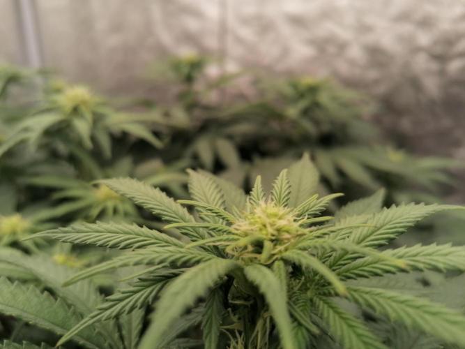 Winter warmer ScrOG. Week 9 - 01.04.2026