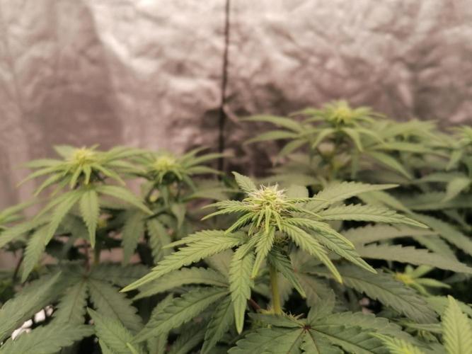 Winter warmer ScrOG. Week 9 - 01.04.2026