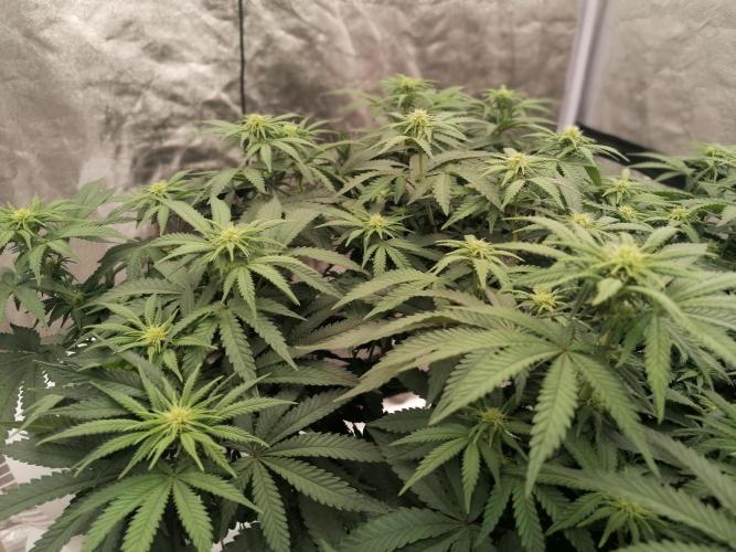 Winter warmer ScrOG. Week 9 - 01.04.2026