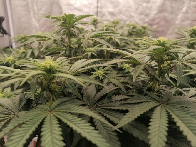 Winter warmer ScrOG. Week 9 - 01.04.2026