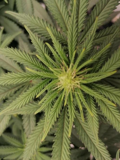 Winter warmer ScrOG. Week 9 - 01.04.2026