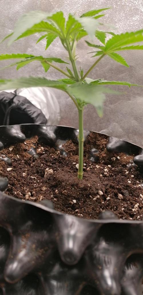 Cuttings Sark. Week 2 - 01.04.2026