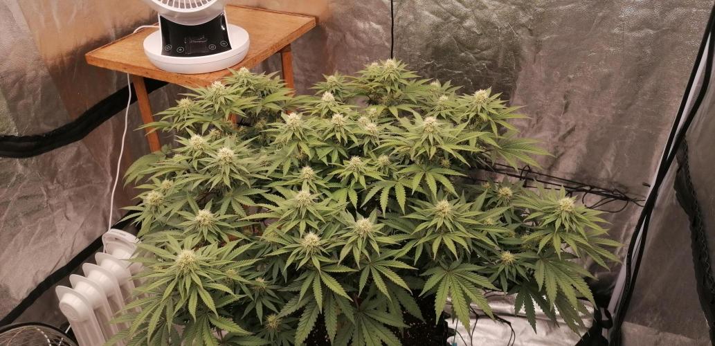 Winter warmer ScrOG. Week 10 - 10.04.2026