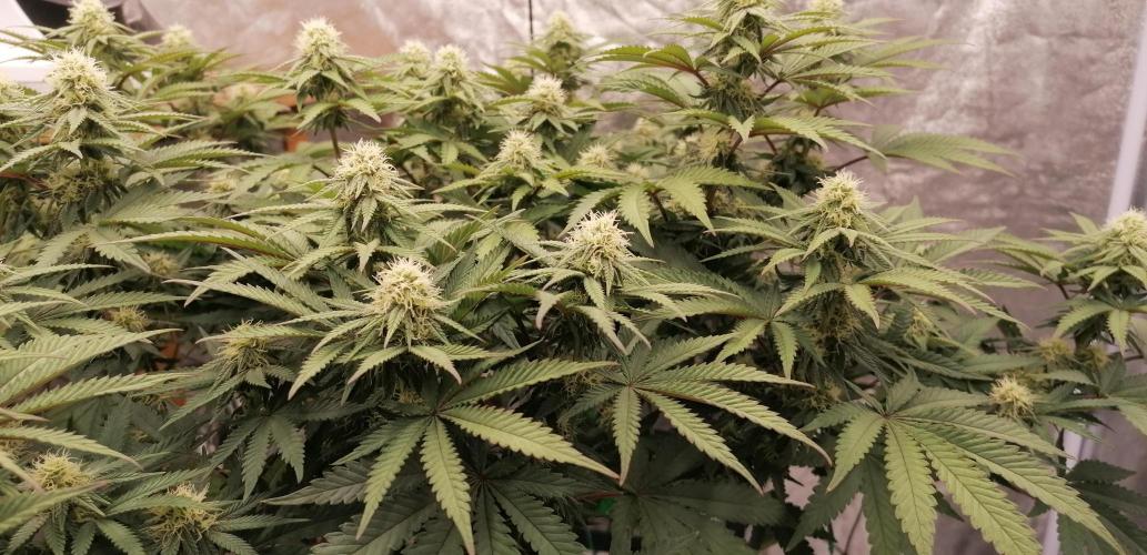 Winter warmer ScrOG. Week 10 - 10.04.2026
