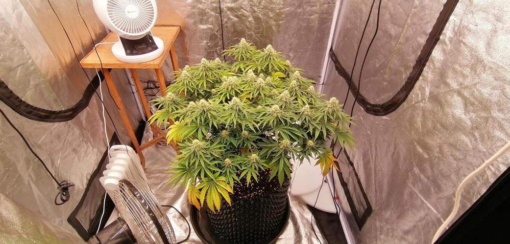 Winter warmer ScrOG. Week 11