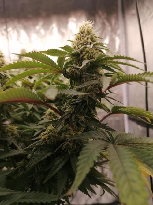Winter warmer ScrOG. Week 11