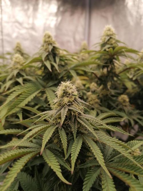 Winter warmer ScrOG. Week 11