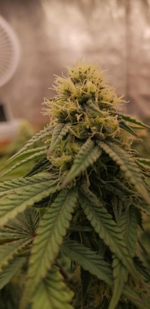 Winter warmer ScrOG. Week 11