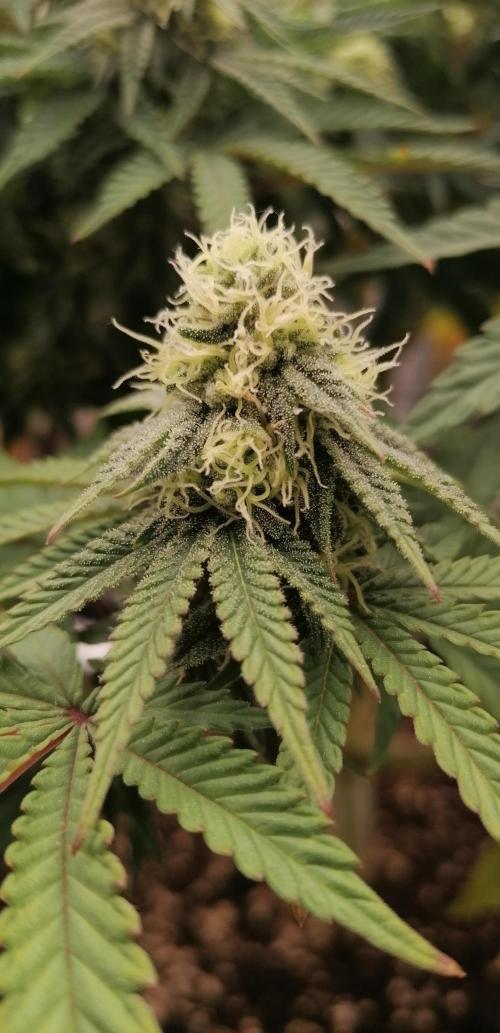 Winter warmer ScrOG. Week 11