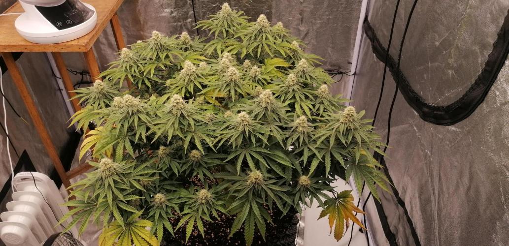 Winter warmer ScrOG. Week 11