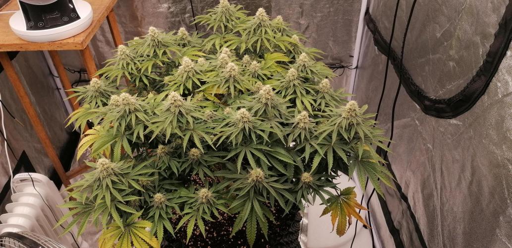 Winter warmer ScrOG. Week 11