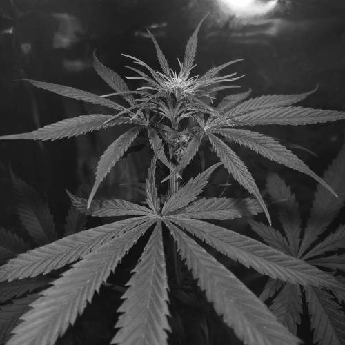 Exodus Cheese LED Grow. Week 2