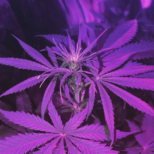 Exodus Cheese LED Grow. Week 2