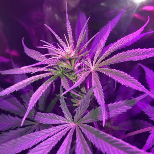 Exodus Cheese LED Grow. Week 2