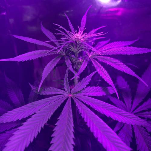 Exodus Cheese LED Grow. Week 2