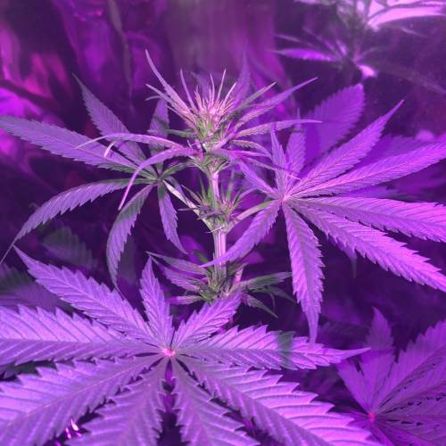 Exodus Cheese LED Grow. Week 2