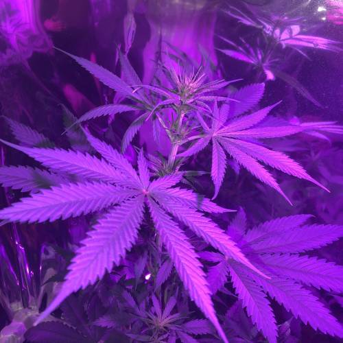 Exodus Cheese LED Grow. Week 2