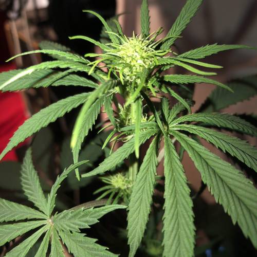 Exodus Cheese LED Grow. Week 3