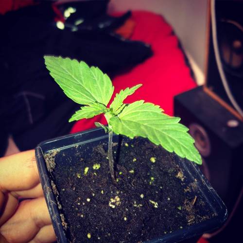 Exodus Cheese LED Grow. Week 1