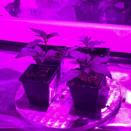 Exodus Cheese LED Grow. Week 1