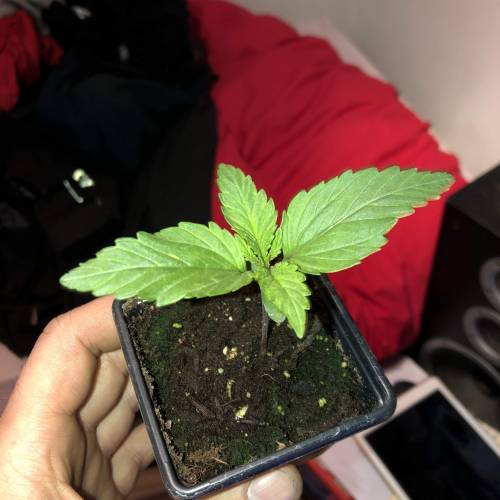 Exodus Cheese LED Grow. Week 1