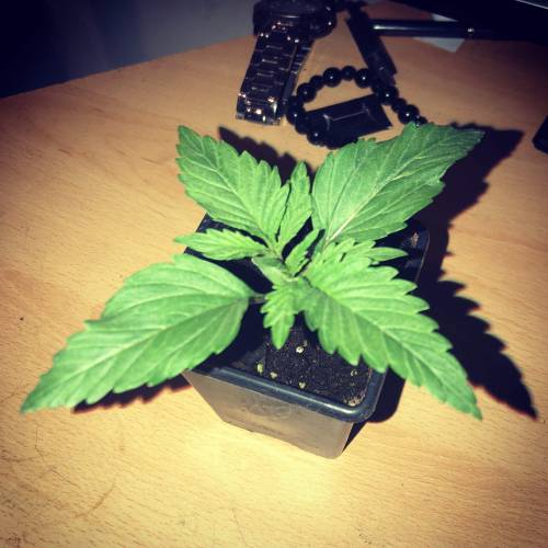 Exodus Cheese LED Grow. Week 1