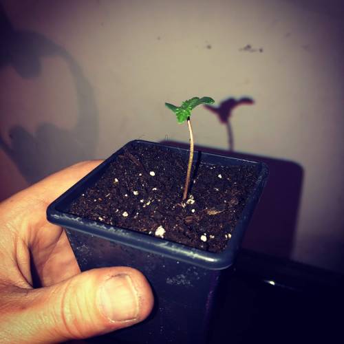 Exodus Cheese LED Grow. Week 1