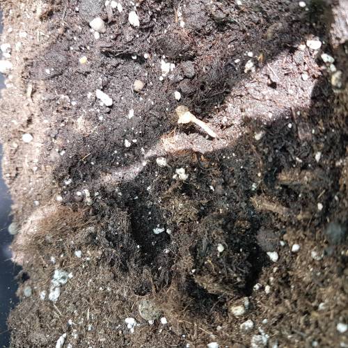 Royale Diesel, AK and Dwarf Autoflowers. Week 1