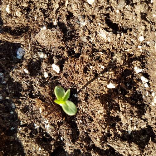 Royale Diesel, AK and Dwarf Autoflowers. Week 1