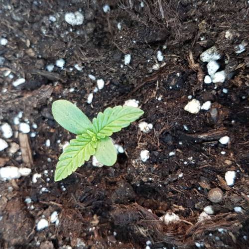 Royale Diesel, AK and Dwarf Autoflowers. Week 1